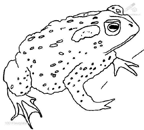 Раскраска: лягушка (Животные) #7597 - Бесплатные раскраски для печати