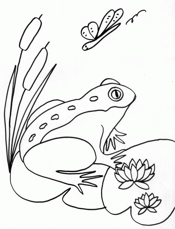 Раскраска: лягушка (Животные) #7606 - Бесплатные раскраски для печати