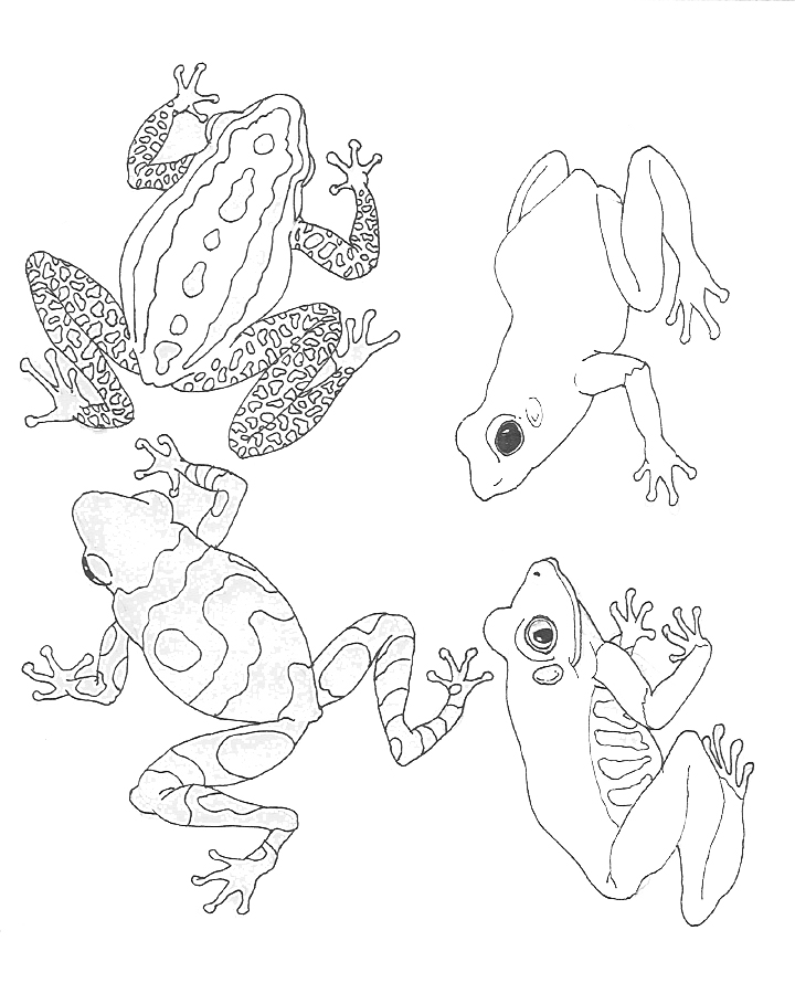 Раскраска: лягушка (Животные) #7694 - Бесплатные раскраски для печати
