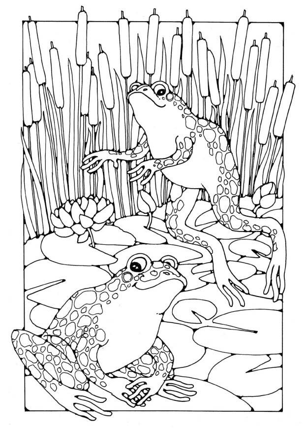 Раскраска: лягушка (Животные) #7716 - Бесплатные раскраски для печати