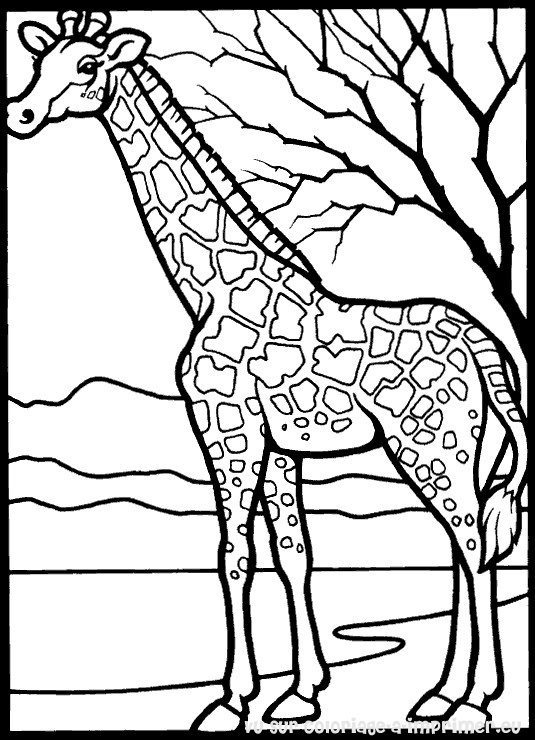 Раскраска: жираф (Животные) #7231 - Бесплатные раскраски для печати
