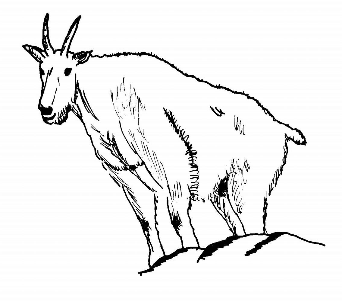Раскраска: коза (Животные) #2386 - Бесплатные раскраски для печати