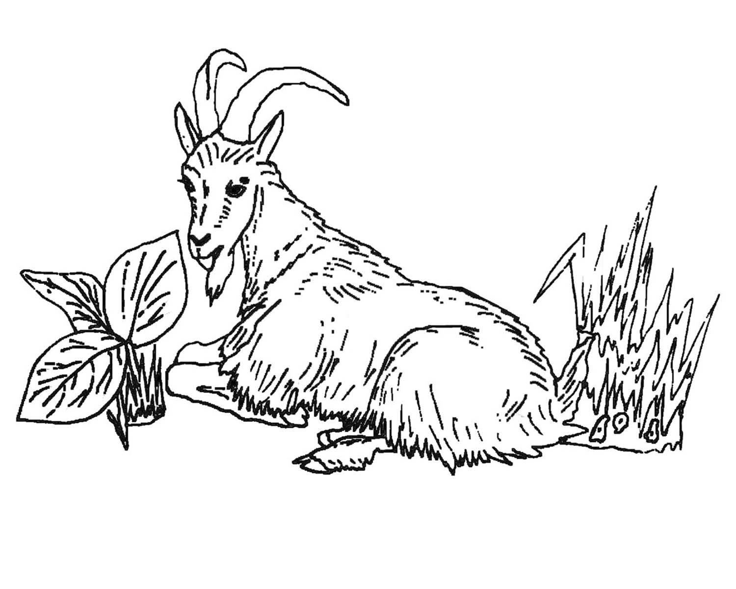 Раскраска: коза (Животные) #2418 - Бесплатные раскраски для печати