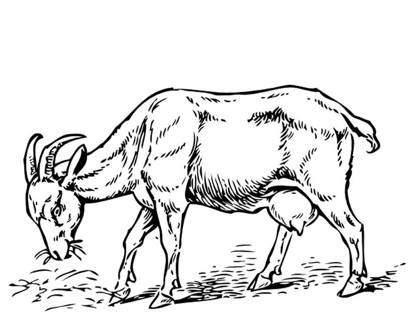 Раскраска: коза (Животные) #2449 - Бесплатные раскраски для печати