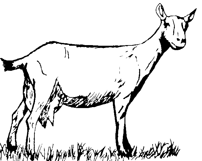 Раскраска: коза (Животные) #2478 - Бесплатные раскраски для печати