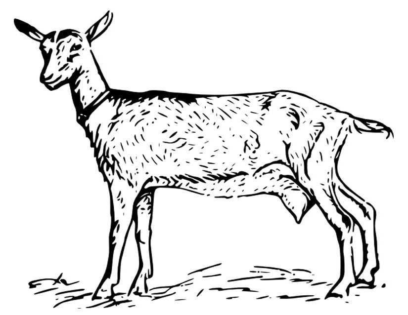 Раскраска: коза (Животные) #2508 - Бесплатные раскраски для печати
