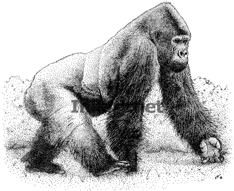 Раскраска: горилла (Животные) #7563 - Бесплатные раскраски для печати