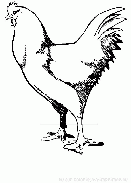 Раскраска: курица (Животные) #17514 - Бесплатные раскраски для печати