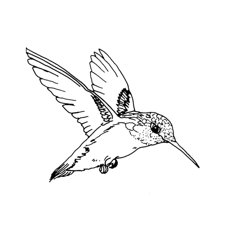 Раскраска: колибри (Животные) #3783 - Бесплатные раскраски для печати