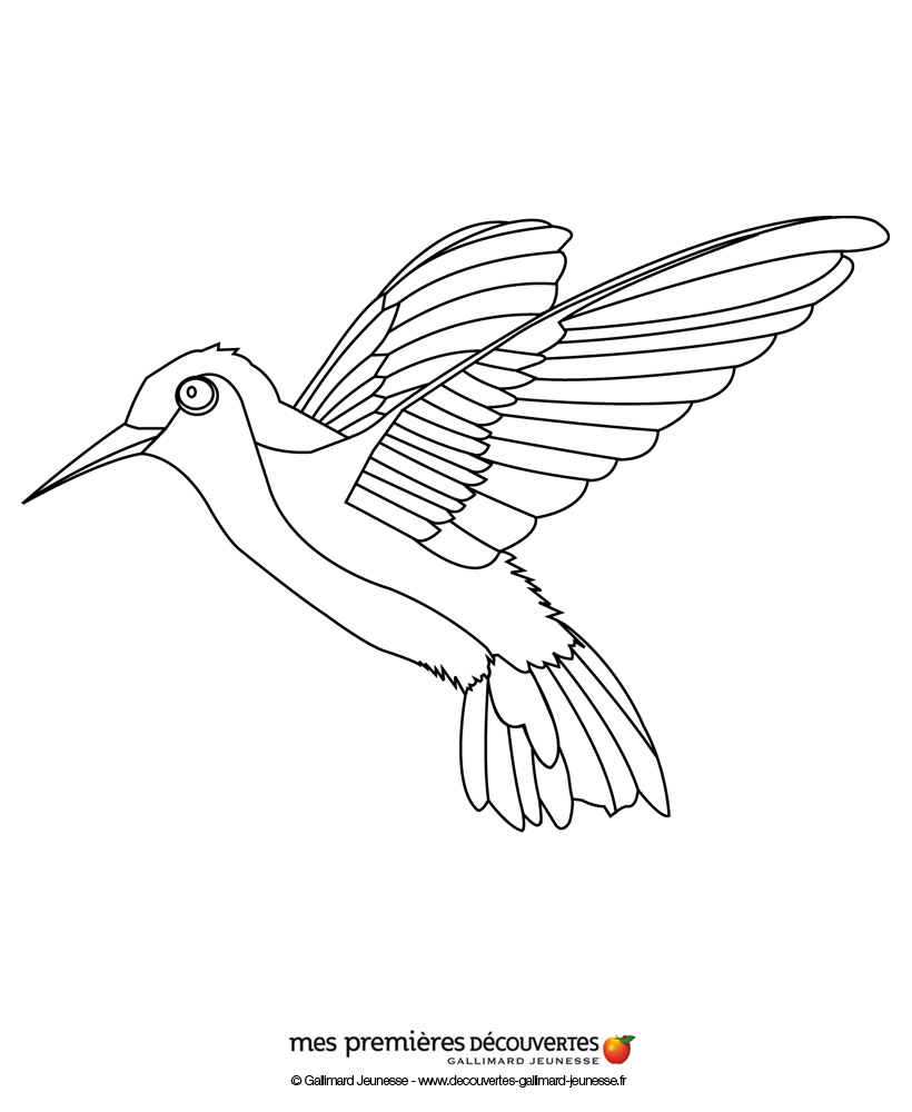 Раскраска: колибри (Животные) #3797 - Бесплатные раскраски для печати