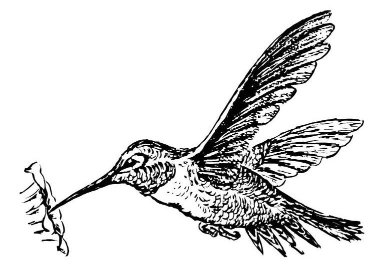 Раскраска: колибри (Животные) #3802 - Бесплатные раскраски для печати