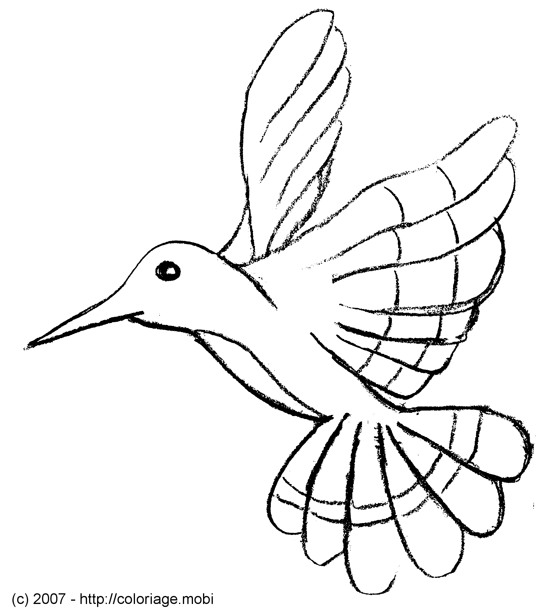 Раскраска: колибри (Животные) #3818 - Бесплатные раскраски для печати