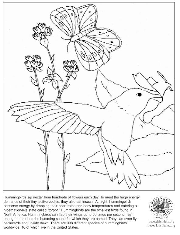 Раскраска: колибри (Животные) #3827 - Бесплатные раскраски для печати