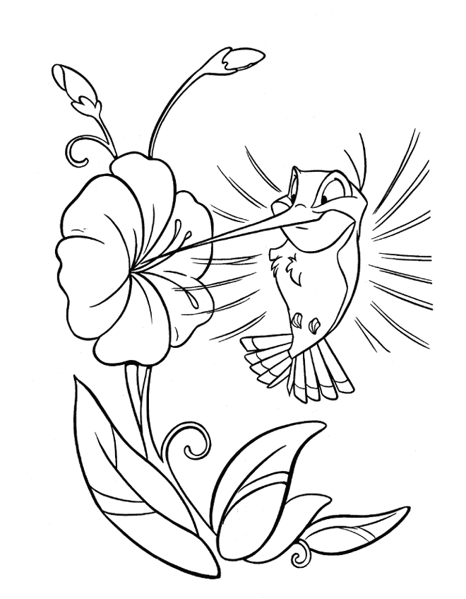 Раскраска: колибри (Животные) #3866 - Бесплатные раскраски для печати