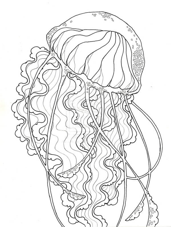Раскраска: медуза (Животные) #20463 - Бесплатные раскраски для печати