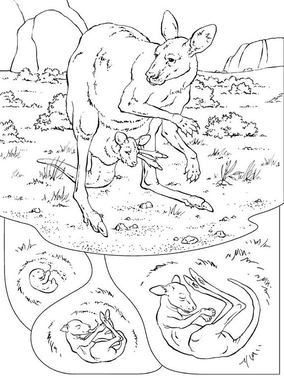 Раскраска: кенгуру (Животные) #9151 - Бесплатные раскраски для печати