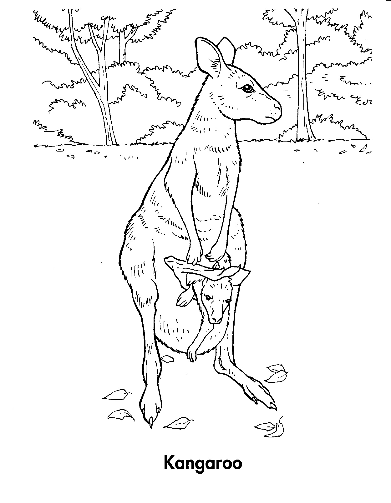 Раскраска: кенгуру (Животные) #9164 - Бесплатные раскраски для печати