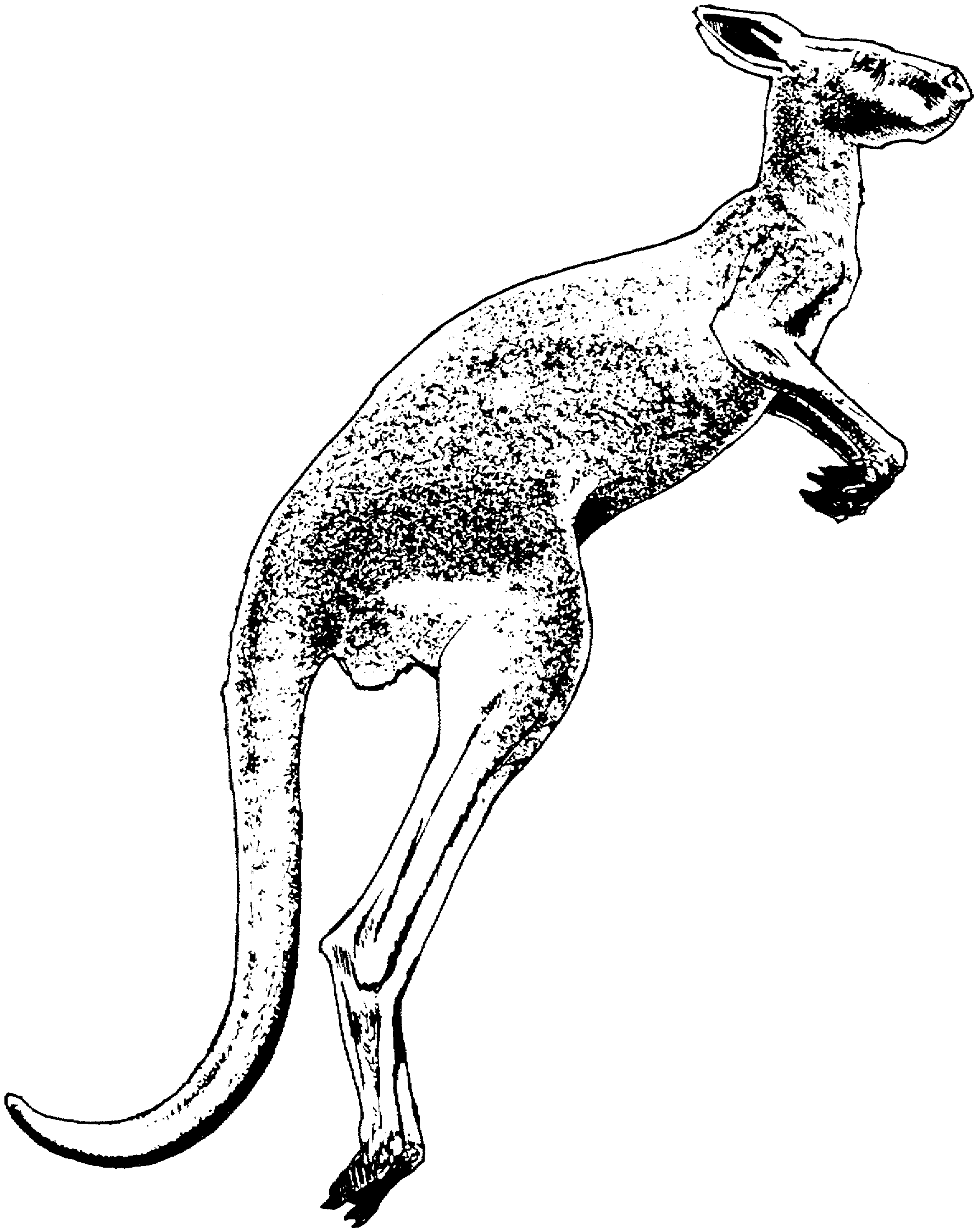 Раскраска: кенгуру (Животные) #9204 - Бесплатные раскраски для печати