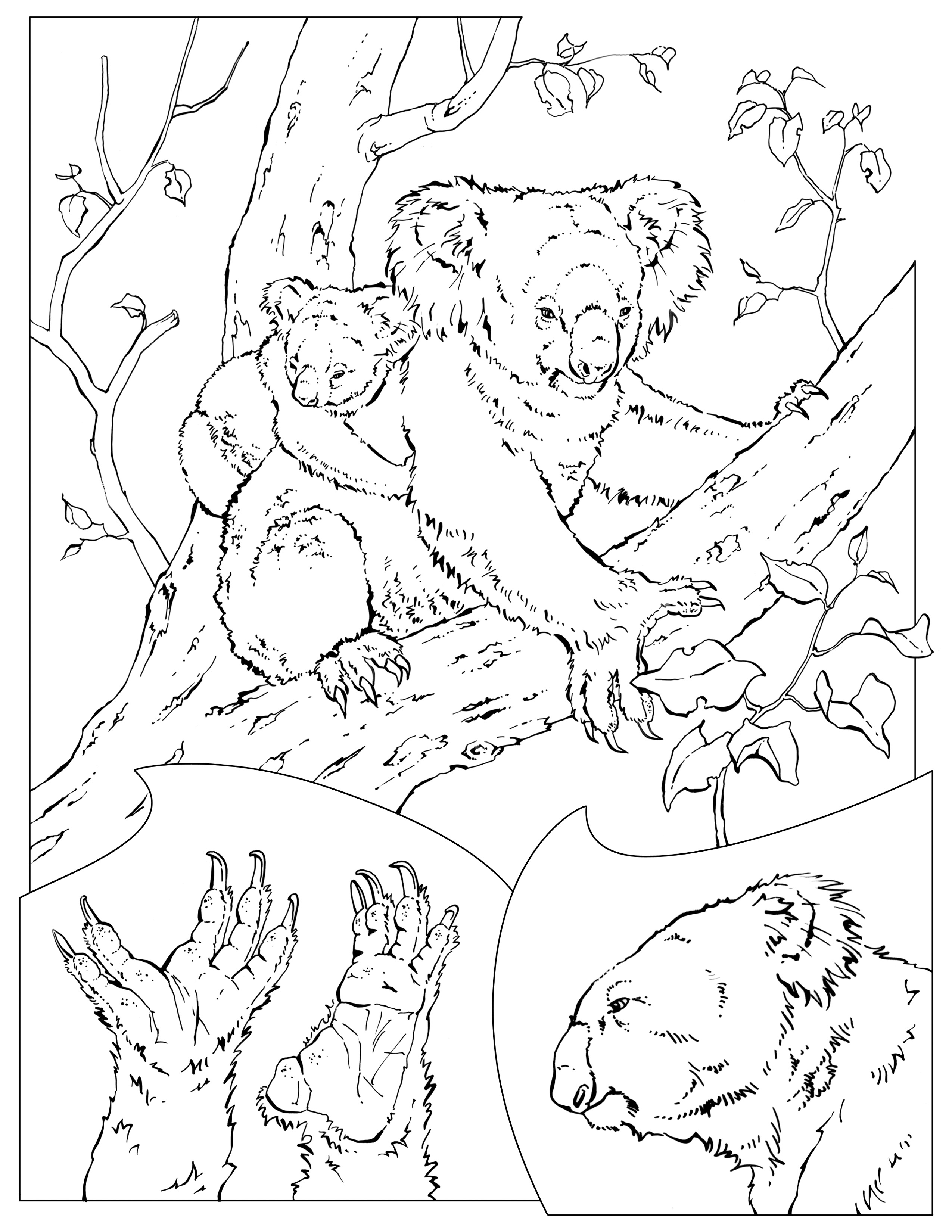 Раскраска: коала (Животные) #9339 - Бесплатные раскраски для печати