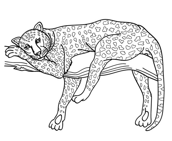 Раскраска: леопард (Животные) #9709 - Бесплатные раскраски для печати