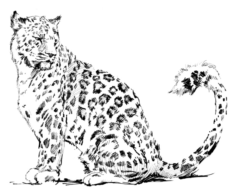 Раскраска: леопард (Животные) #9720 - Бесплатные раскраски для печати