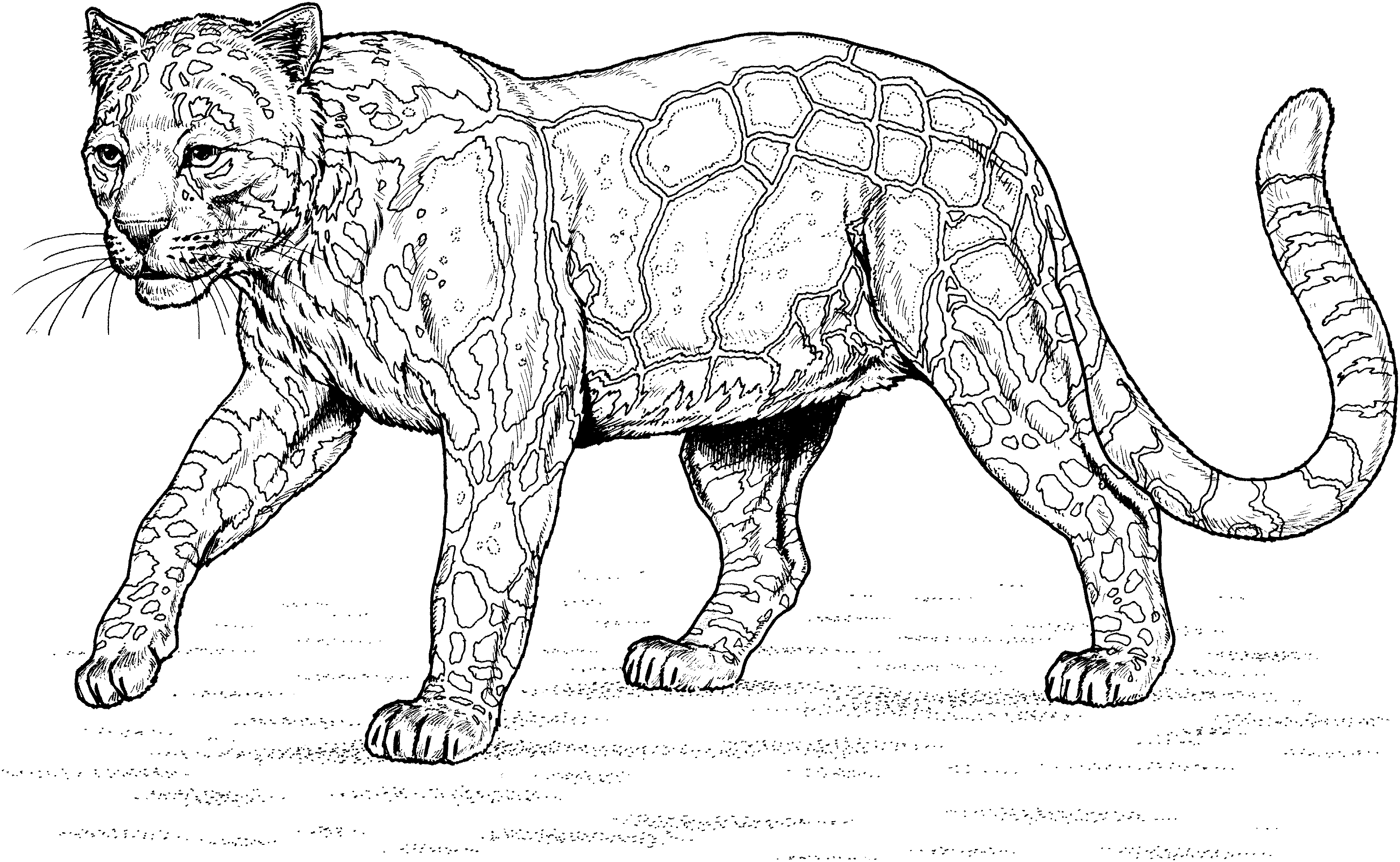 Раскраска: леопард (Животные) #9780 - Бесплатные раскраски для печати
