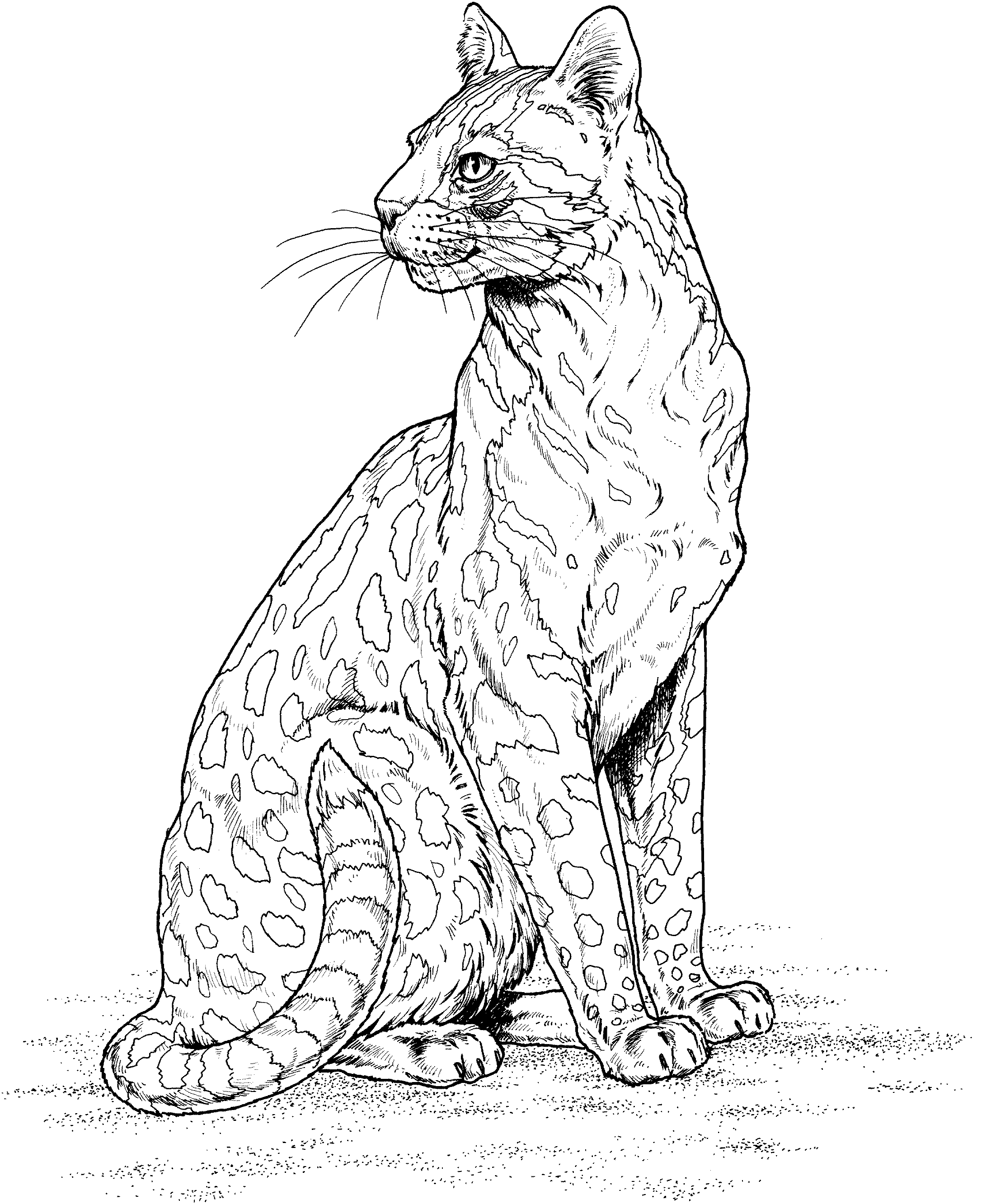 Раскраска: леопард (Животные) #9806 - Бесплатные раскраски для печати