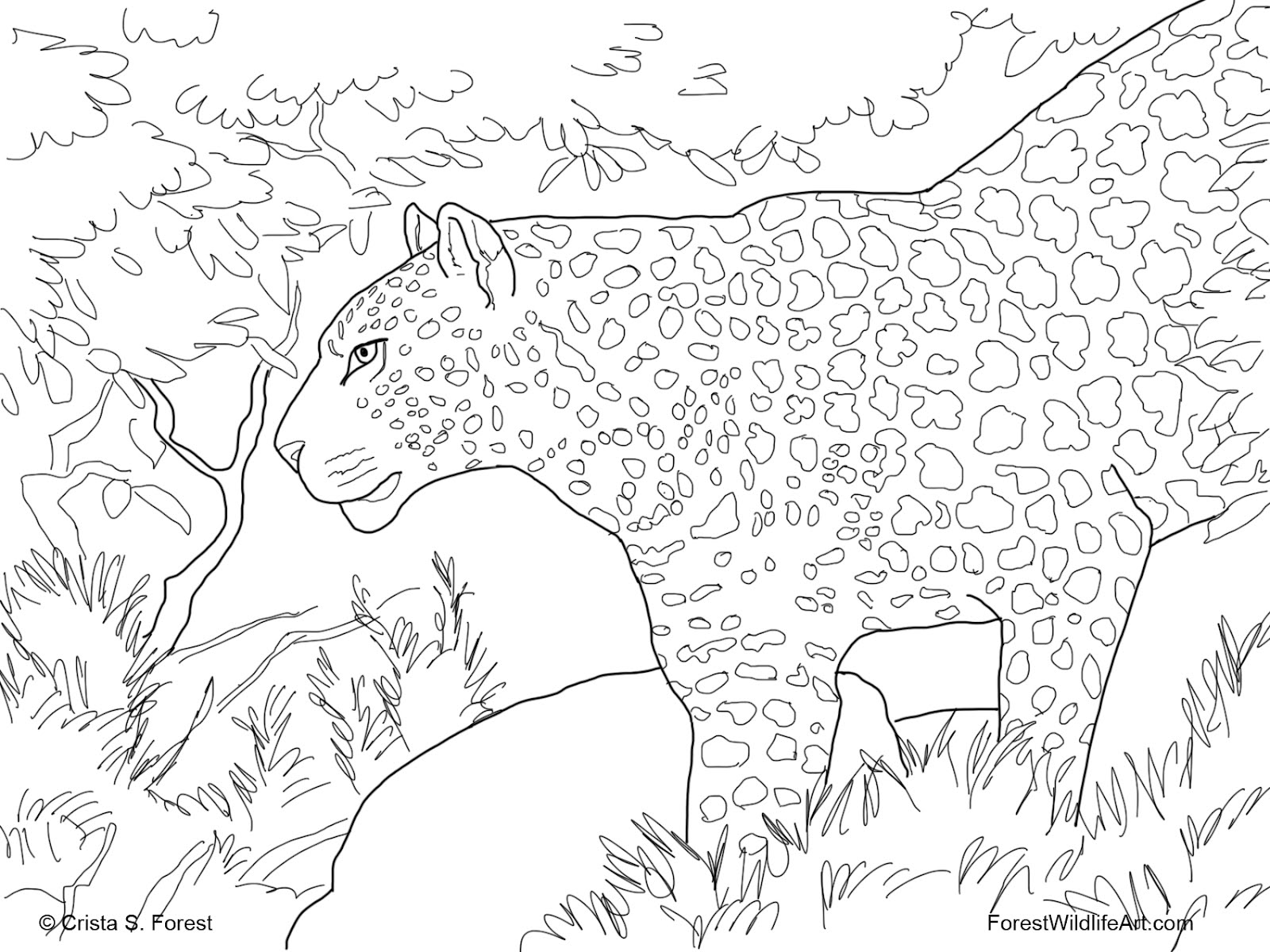 Раскраска: леопард (Животные) #9821 - Бесплатные раскраски для печати