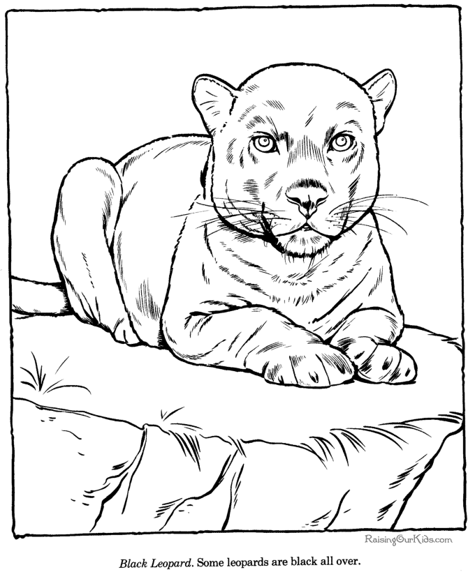 Раскраска: леопард (Животные) #9822 - Бесплатные раскраски для печати