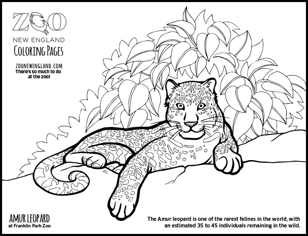Раскраска: леопард (Животные) #9834 - Бесплатные раскраски для печати
