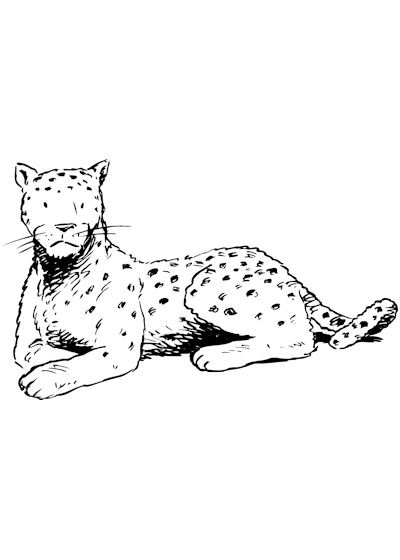 Раскраска: леопард (Животные) #9835 - Бесплатные раскраски для печати