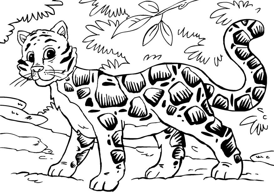 Раскраска: леопард (Животные) #9849 - Бесплатные раскраски для печати