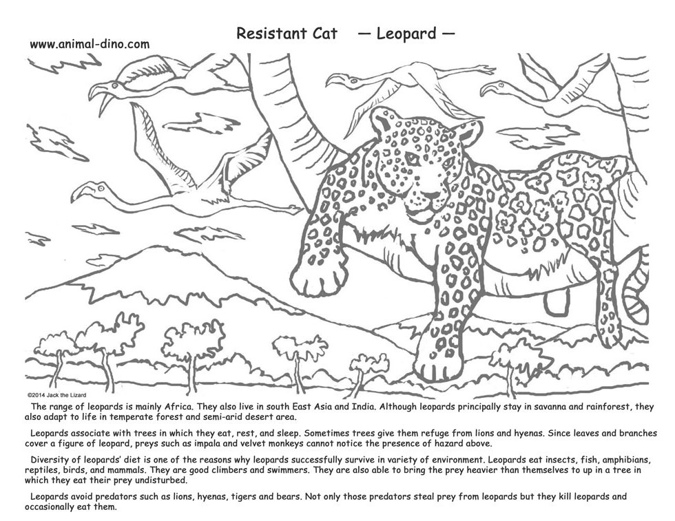 Раскраска: леопард (Животные) #9858 - Бесплатные раскраски для печати