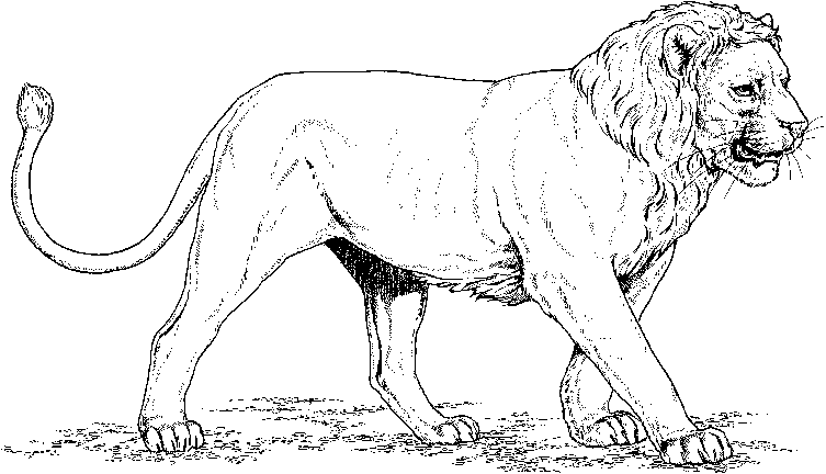Раскраска: лев (Животные) #10256 - Бесплатные раскраски для печати