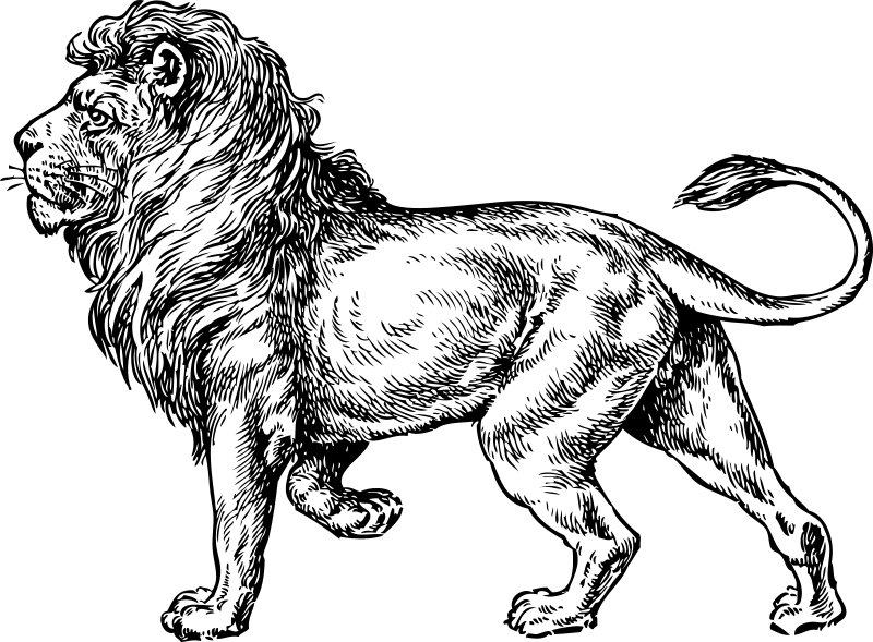 Раскраска: лев (Животные) #10318 - Бесплатные раскраски для печати