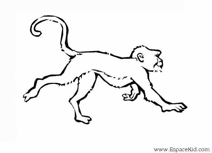 Раскраска: обезьяна (Животные) #14214 - Бесплатные раскраски для печати
