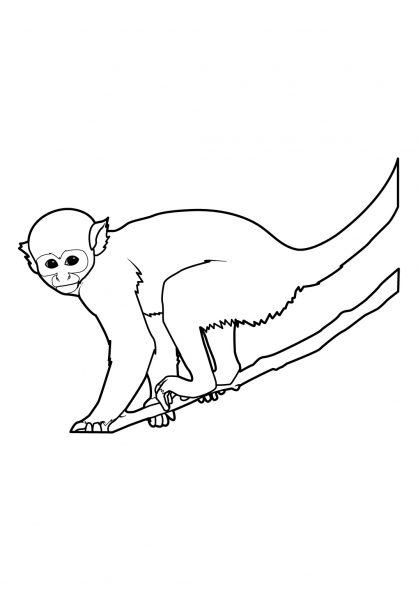 Раскраска: обезьяна (Животные) #14225 - Бесплатные раскраски для печати