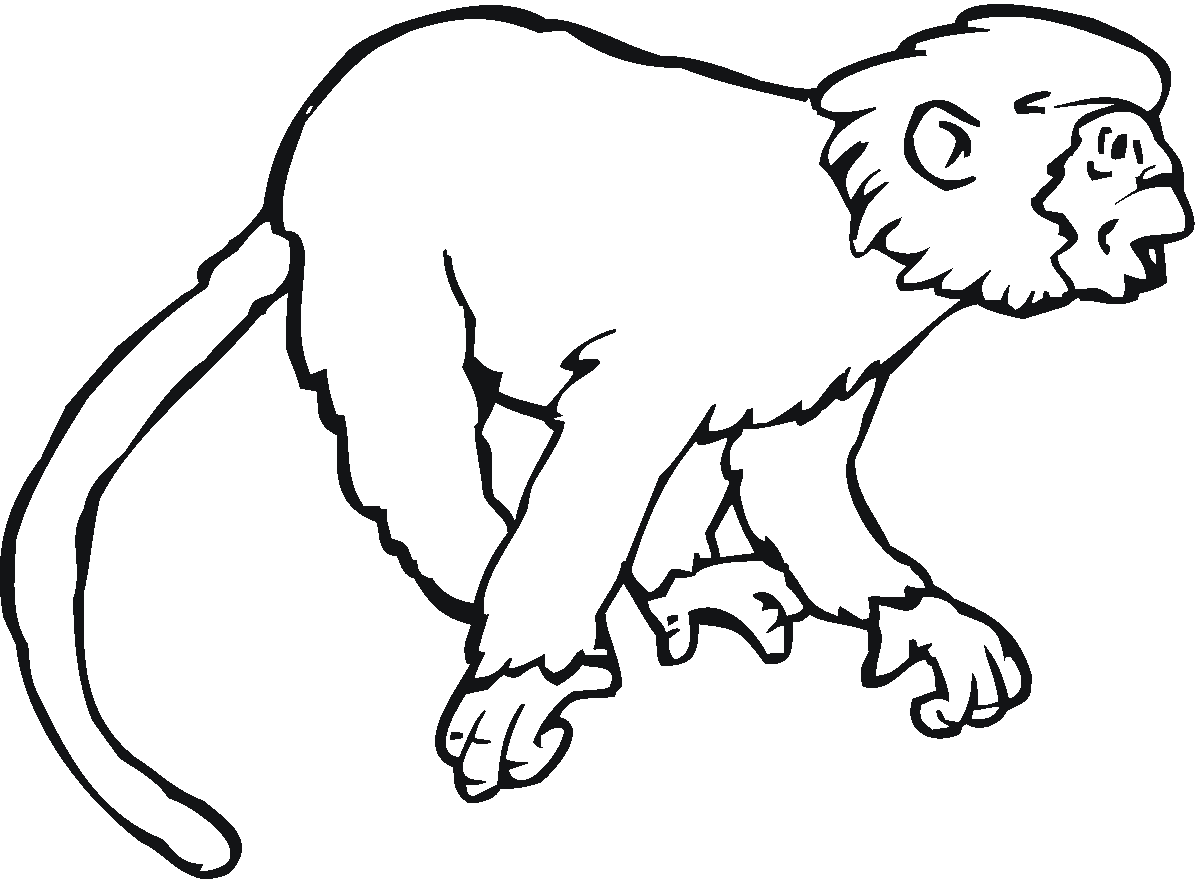 Раскраска: обезьяна (Животные) #14241 - Бесплатные раскраски для печати