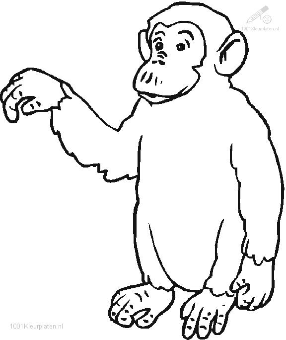 Раскраска: обезьяна (Животные) #14304 - Бесплатные раскраски для печати
