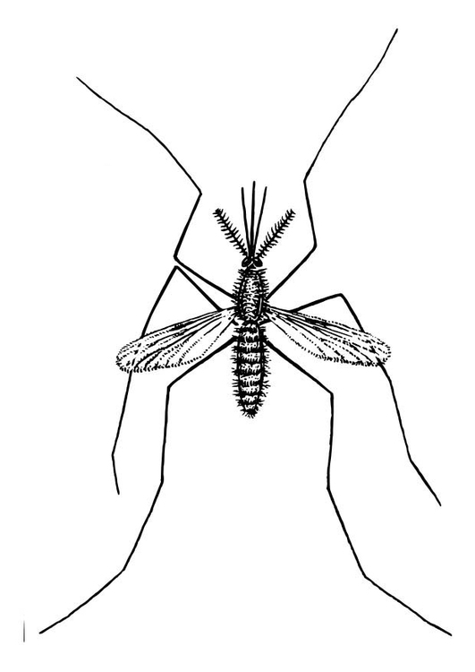 Раскраска: комар (Животные) #11325 - Бесплатные раскраски для печати