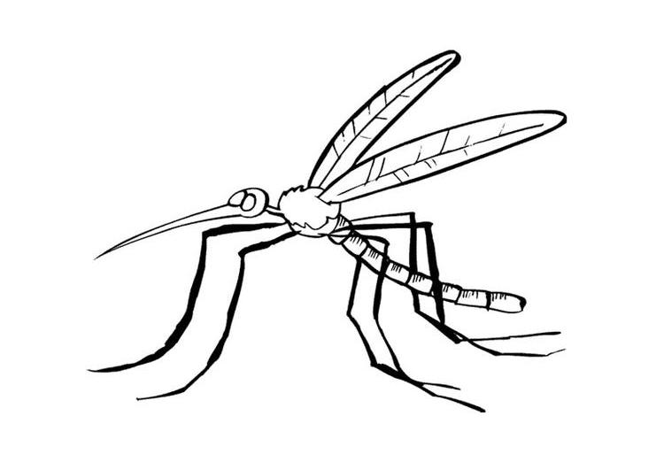 Раскраска: комар (Животные) #11326 - Бесплатные раскраски для печати