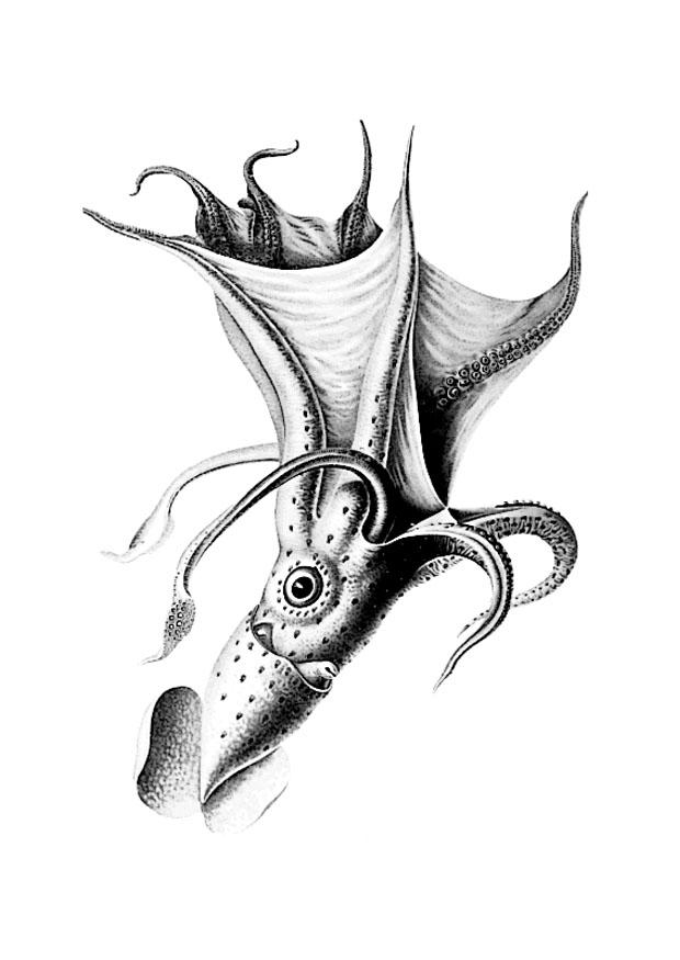 Раскраска: осьминог (Животные) #18944 - Бесплатные раскраски для печати