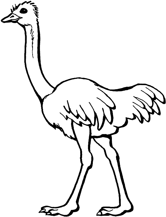 Раскраска: страус (Животные) #675 - Бесплатные раскраски для печати
