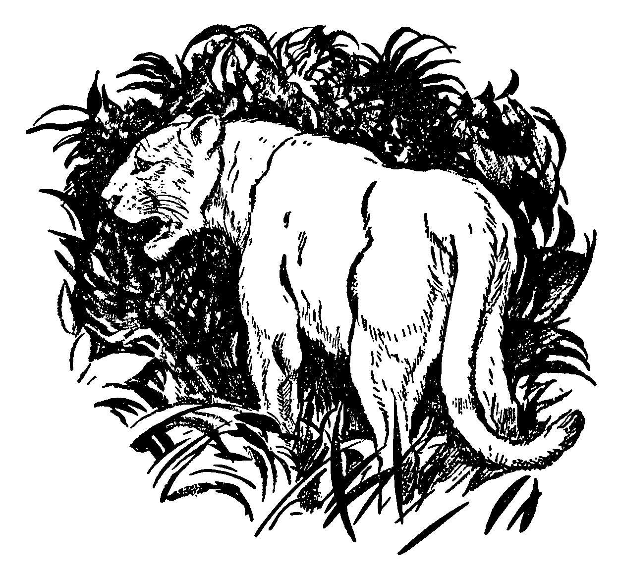 Раскраска: пантера (Животные) #15590 - Бесплатные раскраски для печати