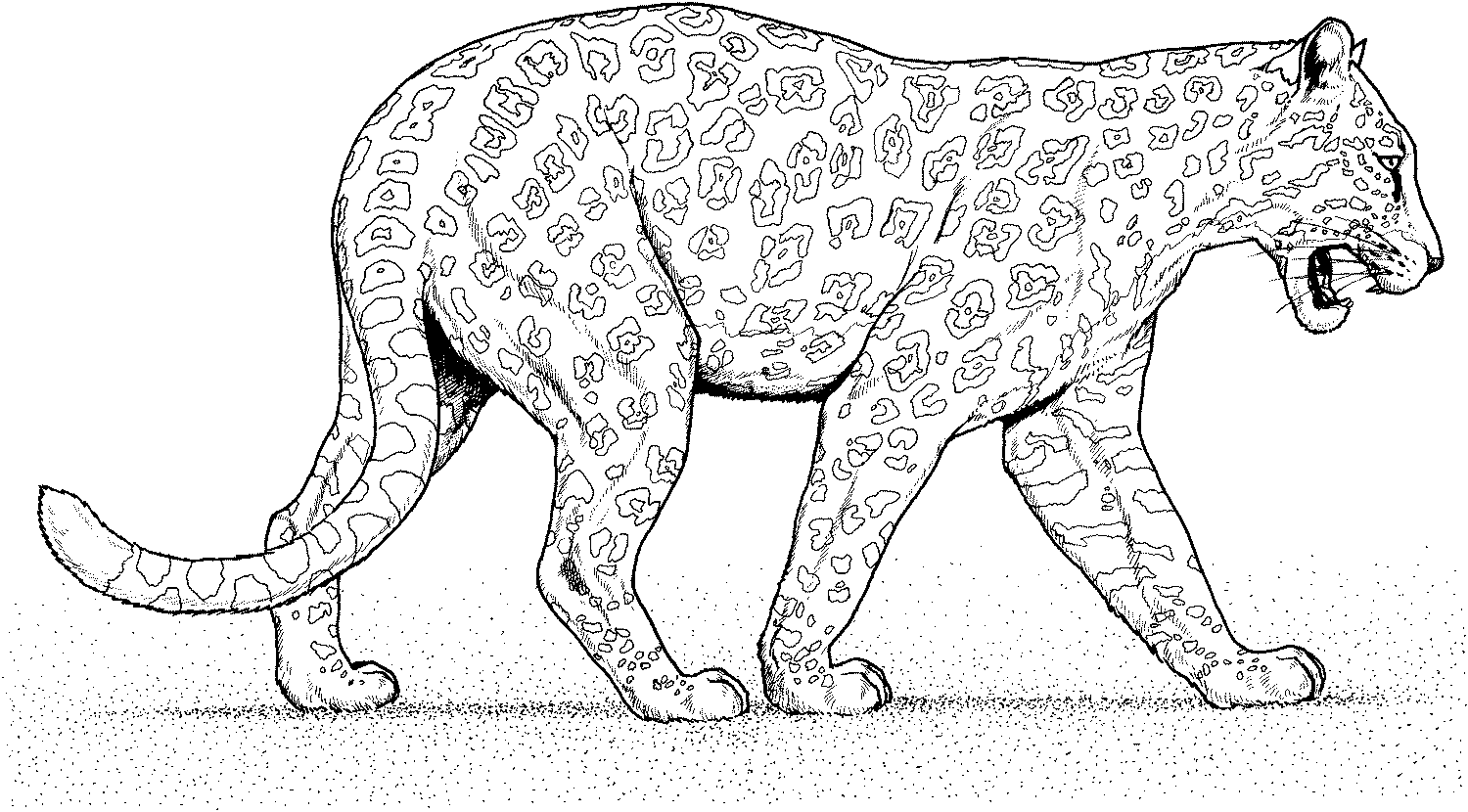 Раскраска: пантера (Животные) #15617 - Бесплатные раскраски для печати