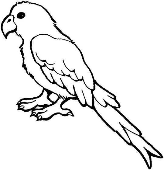 Раскраска: попугай (Животные) #16077 - Бесплатные раскраски для печати