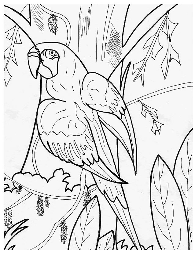 Раскраска: попугай (Животные) #16104 - Бесплатные раскраски для печати