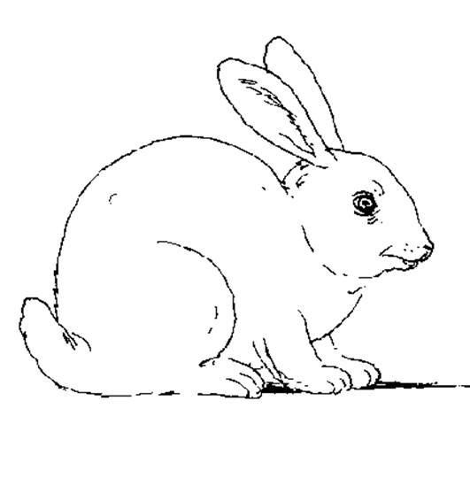 Раскраска: кролик (Животные) #9510 - Бесплатные раскраски для печати