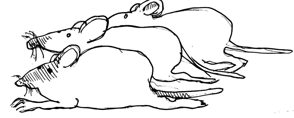 Раскраска: крыса (Животные) #15168 - Бесплатные раскраски для печати