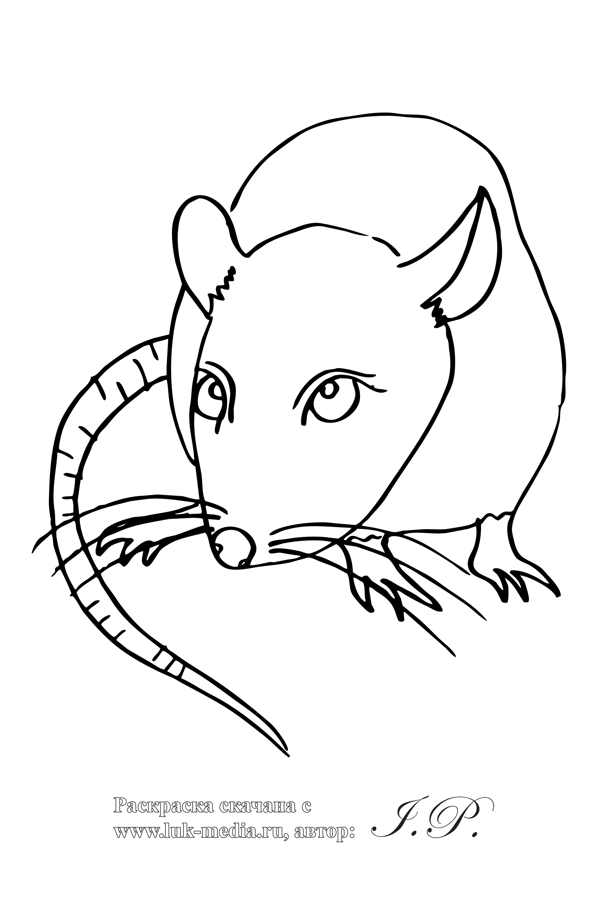 Раскраска: крыса (Животные) #15264 - Бесплатные раскраски для печати